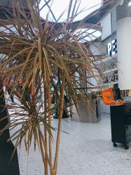 -PE SALON 