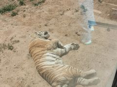 -大连森林动物园