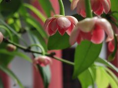 -东山雕花楼