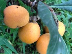 -塘栖枇杷特色园区