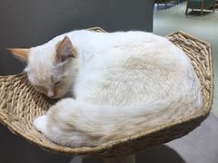 -藏猫猫咖啡主题馆(中央大道店)