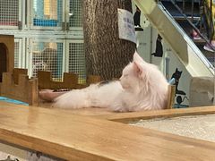 -猫小院猫主题咖啡厅(北锣店)