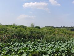 -丁香湖公园