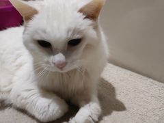 -康乐宝动物医院