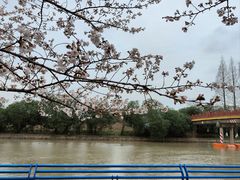 -高东镇樱花园