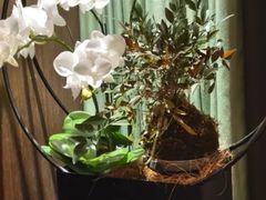 -王府茶宴(大观园总店)