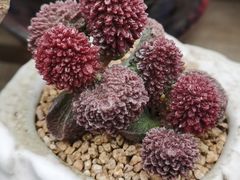 -桂林市花鸟市场