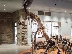 -自贡恐龙博物馆