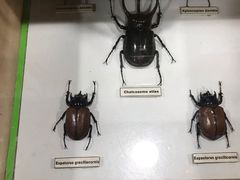 -上海大自然野生昆虫馆(东方明珠·爬宠昆虫探索中心)
