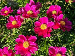 -扬州芍药园(仪征市)