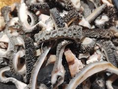 -东来顺铜锅炭火涮肉(上地华联店)