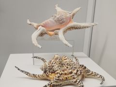 -贝壳王国博物馆