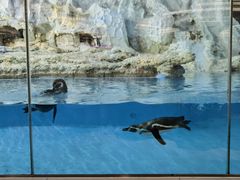 -帝企鹅自助餐厅•儿童岛•真企鹅(长隆企鹅酒店)