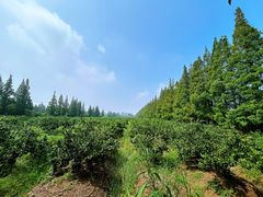 -上海长兴岛郊野公园