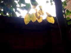 艾提尕尔清真寺-艾提尕尔清真寺