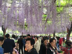 -嘉定紫藤园