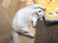 -屋虎猫馆(宝安大仟里店)