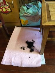 -龙文宝贝上门婴儿理发满月剃胎毛(黄浦店)