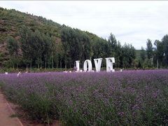 -紫海香堤香草艺术庄园