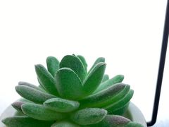 -Poke lemon海鲜波奇饭·柠檬茶(金碧开放小区店)