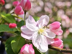 -海棠花溪(元大都城垣遗址公园)