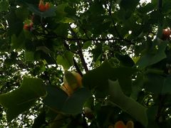 -泰丰公园