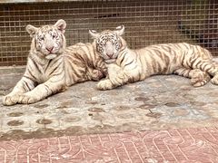-西霞口神雕山野生动物世界