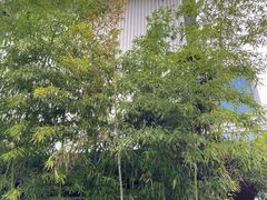 -墨宴(西洋湖店)