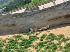 -西霞口神雕山野生动物世界