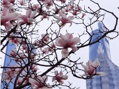 -陆家嘴中心绿地