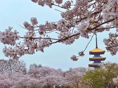 -东湖磨山景区