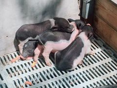 -北京鹿世界主题园