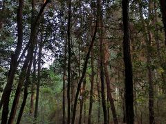 -铁山坪森林公园