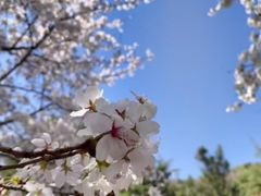 -桃花堤公园