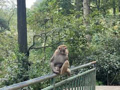 -黔灵山公园