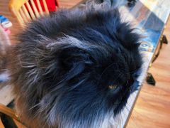 -猫的茶·猫咖