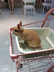 -Moni星球萌宠·小马宝莉·灵蛇·高端高阶全萌宠互动体验俱乐部(红豆国际广场店)