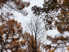 -吉林市朱雀山国家森林公园