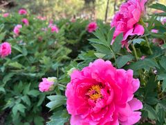 -石家庄市植物园