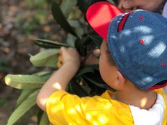 -西山樟坞健康果园枇杷杨梅采摘