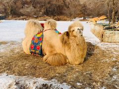 -东北亚滑雪场