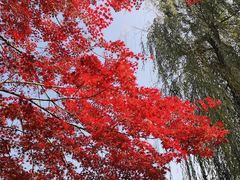 -黄村公园