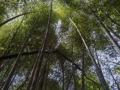 -金水泊山庄·花椒鸡(铁山坪店)