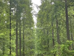 -黄海国家森林公园