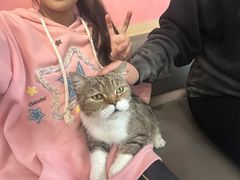 -喵园·猫主题咖啡厅·撸猫·猫咖(国贸店)