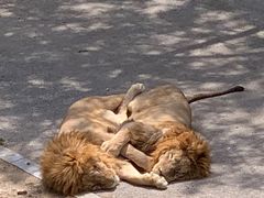 -大连森林动物园