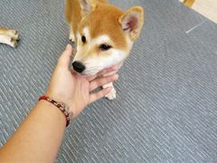-柴源莊·柴小宠柴犬咖啡