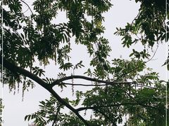 -润和祥小砵头甜酒酿