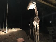 -清迈夜间动物园