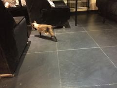 -吱咖啡西式简餐